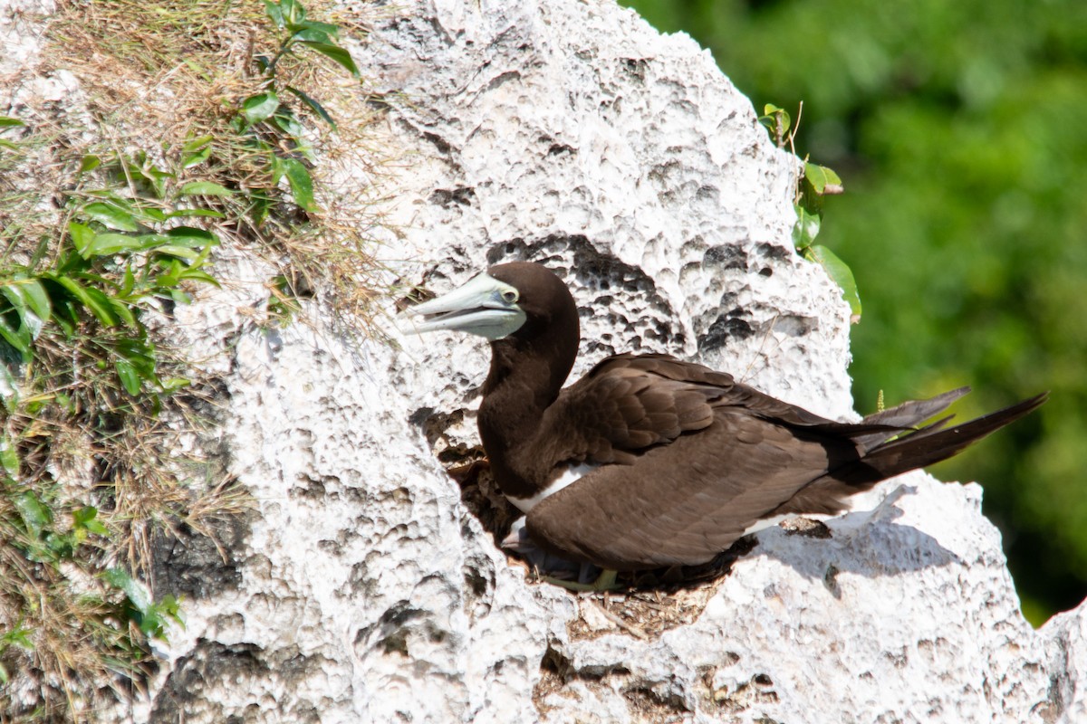 Brown Booby - ML628403977