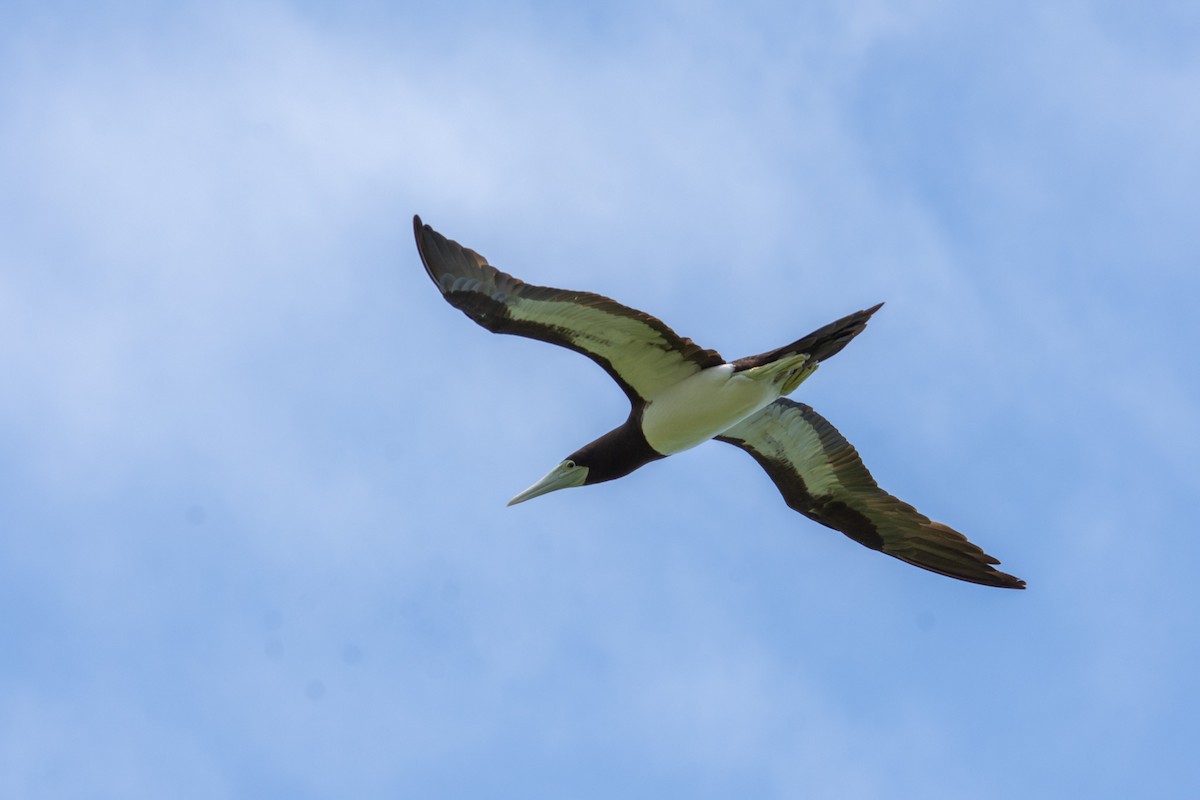 Brown Booby - ML628403983