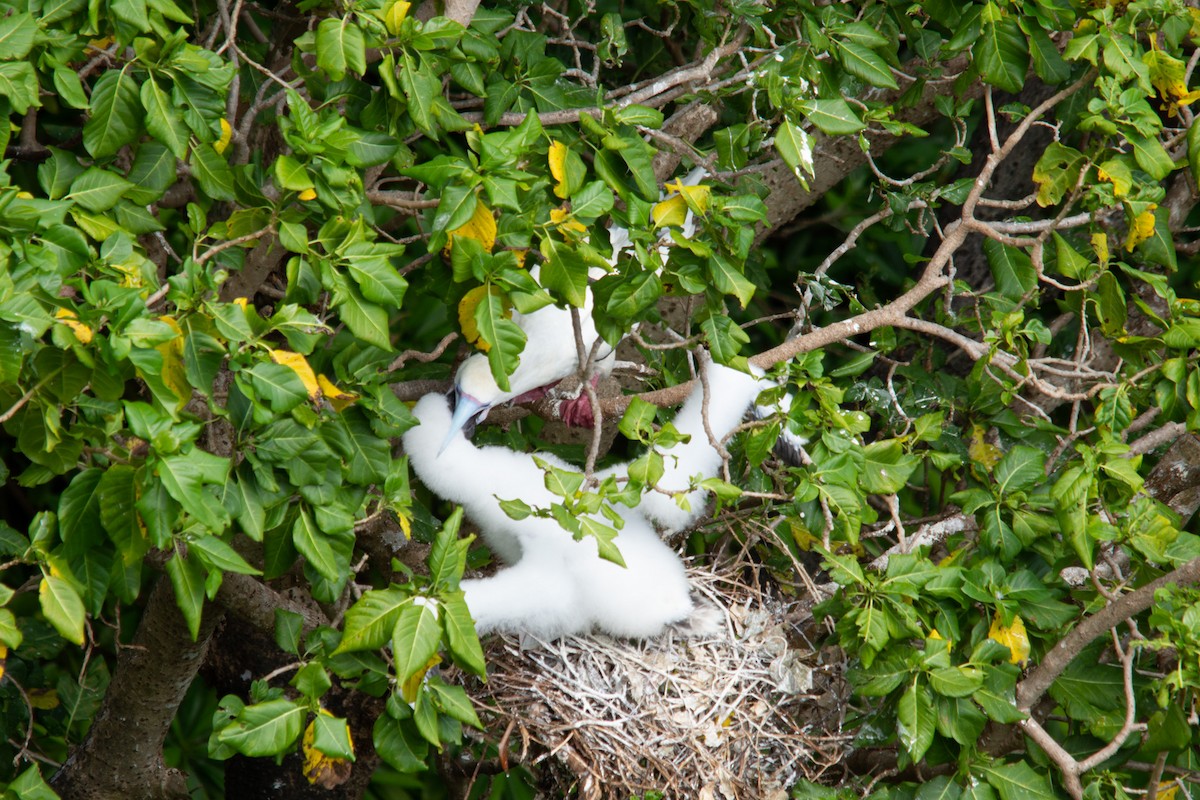 Red-footed Booby - ML628403999