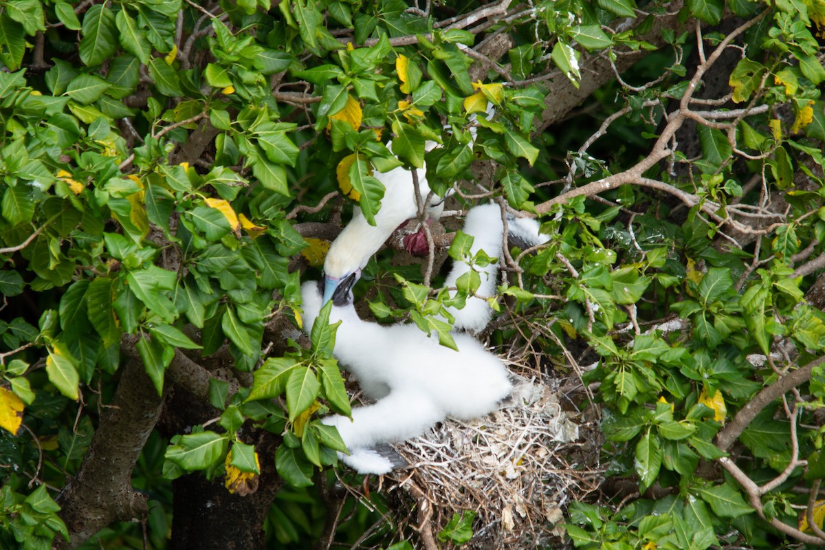 Red-footed Booby - ML628404004