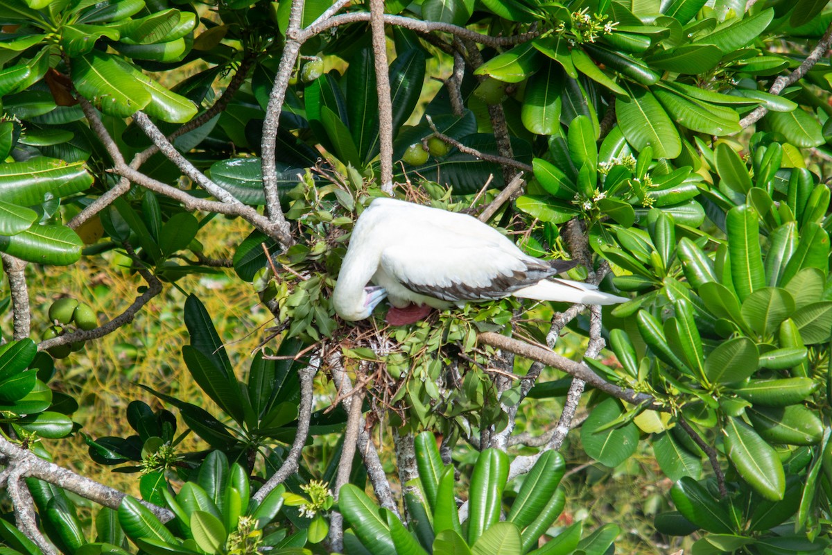 Red-footed Booby - ML628404005