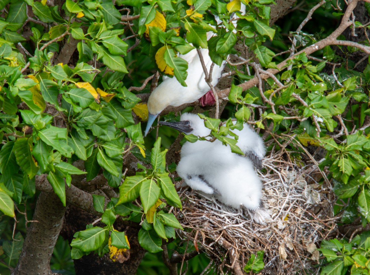 Red-footed Booby - ML628404023