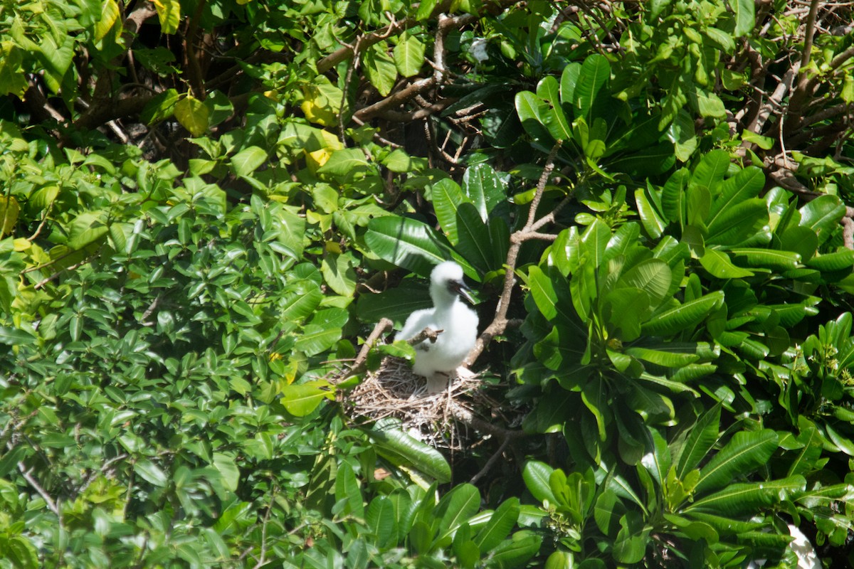 Red-footed Booby - ML628404026