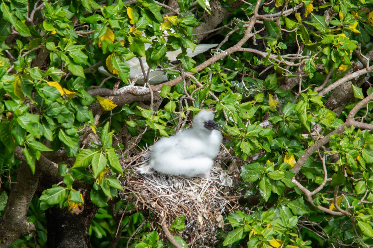 Red-footed Booby - ML628404027