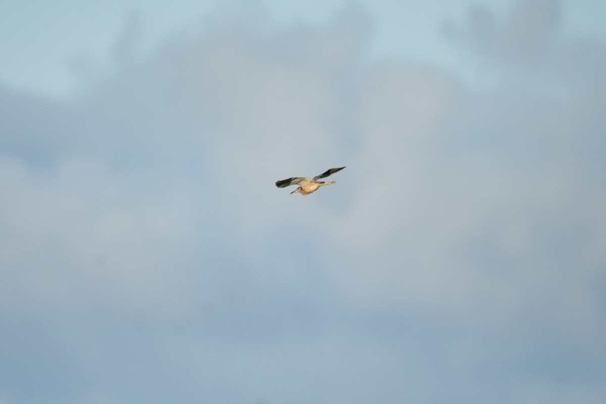 Yellow Bittern - ML628404137