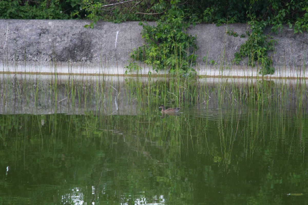 Eurasian Wigeon - ML628404147