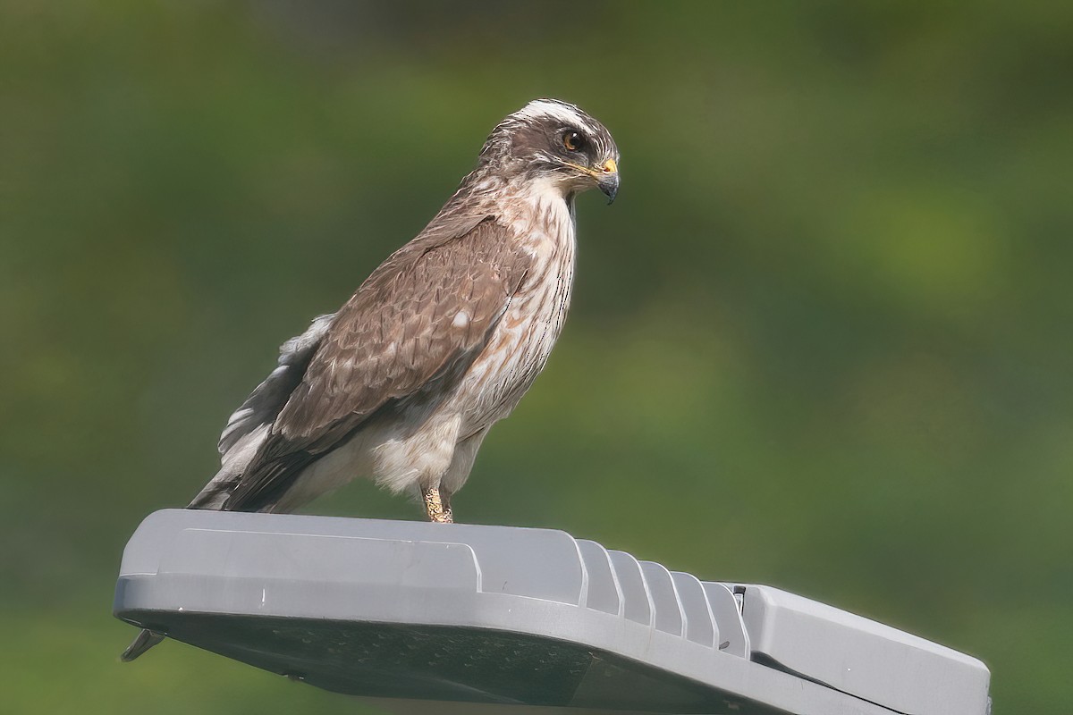 Gray-faced Buzzard - ML628404148