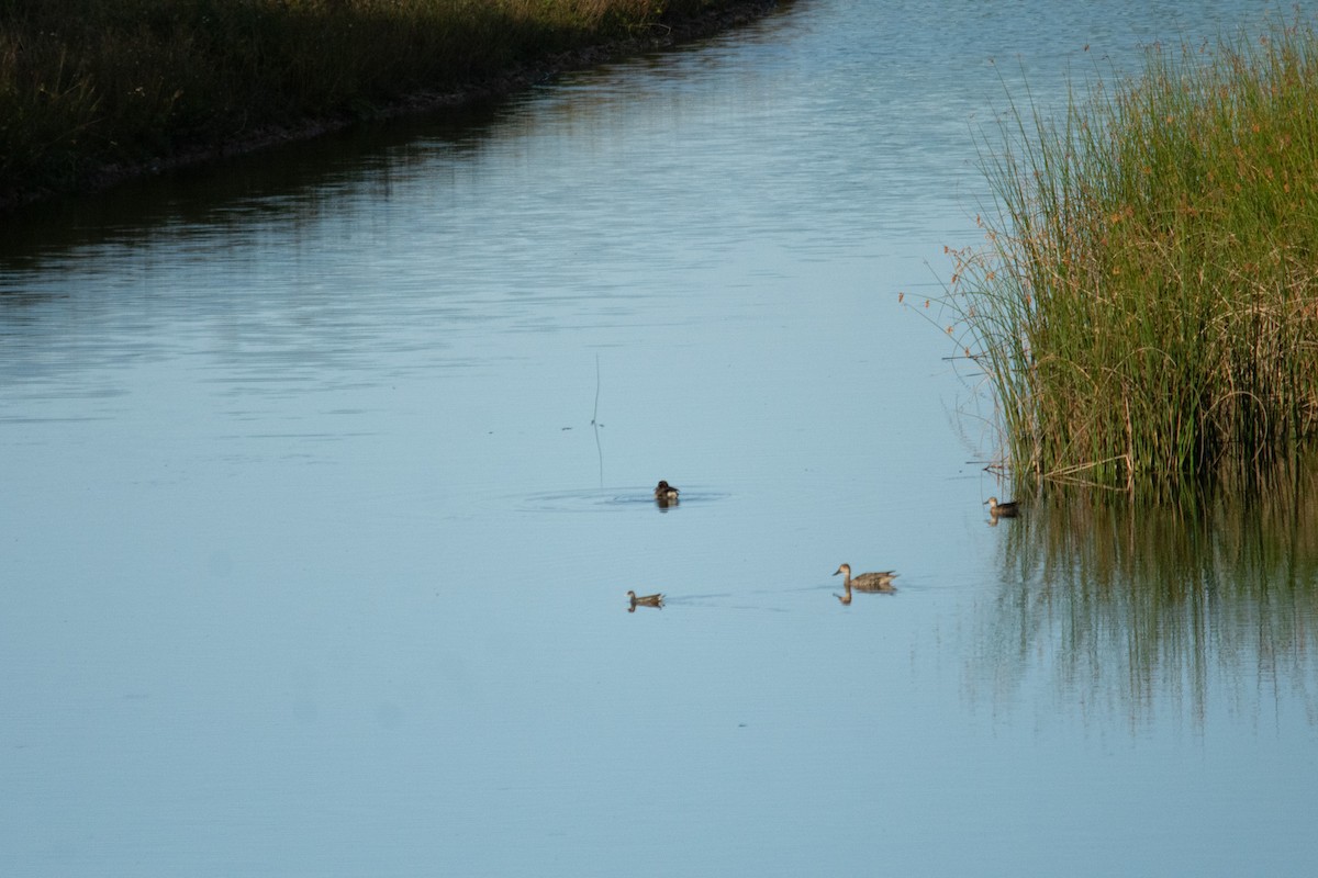 Eurasian Moorhen - ML628404157