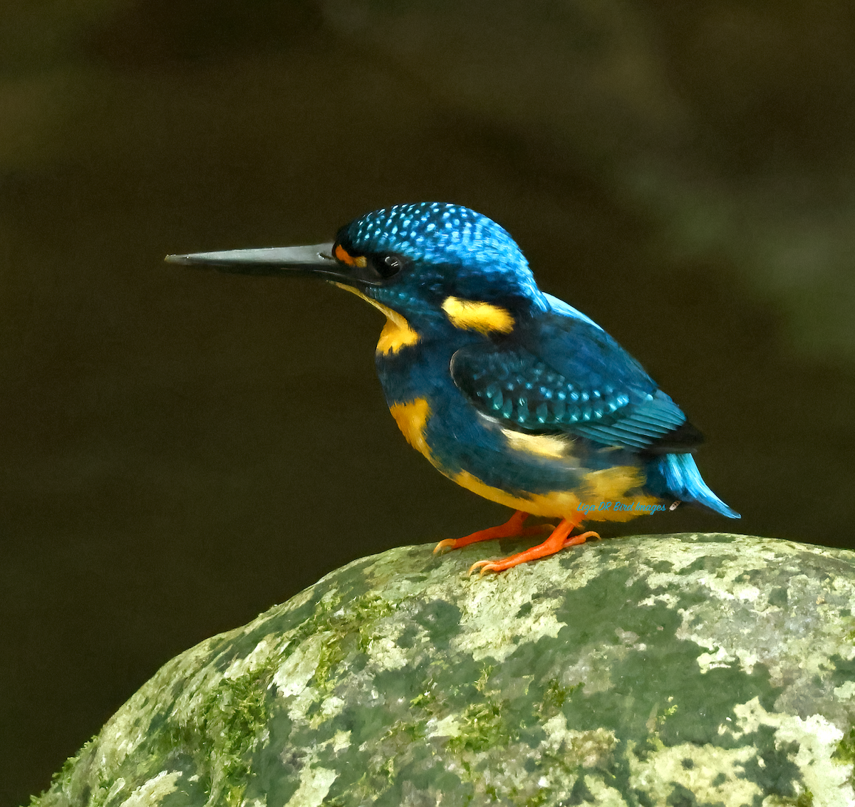 Indigo-banded Kingfisher (Southern) - ML628404163