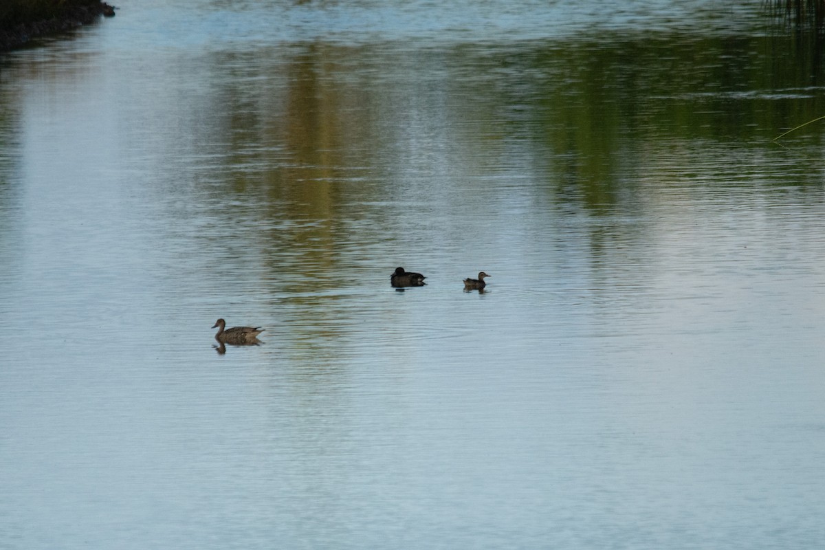 Tufted Duck - ML628404173