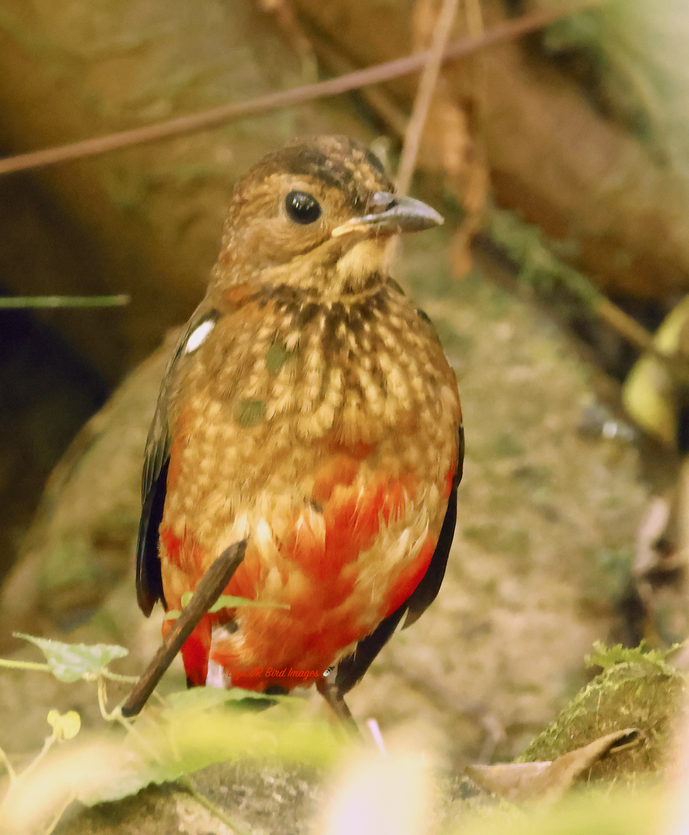 Philippine Pitta (Philippine) - ML628404188