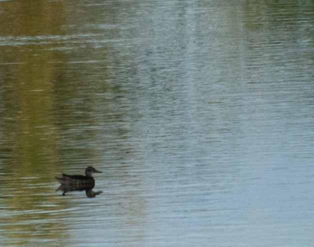 Garganey - ML628404203