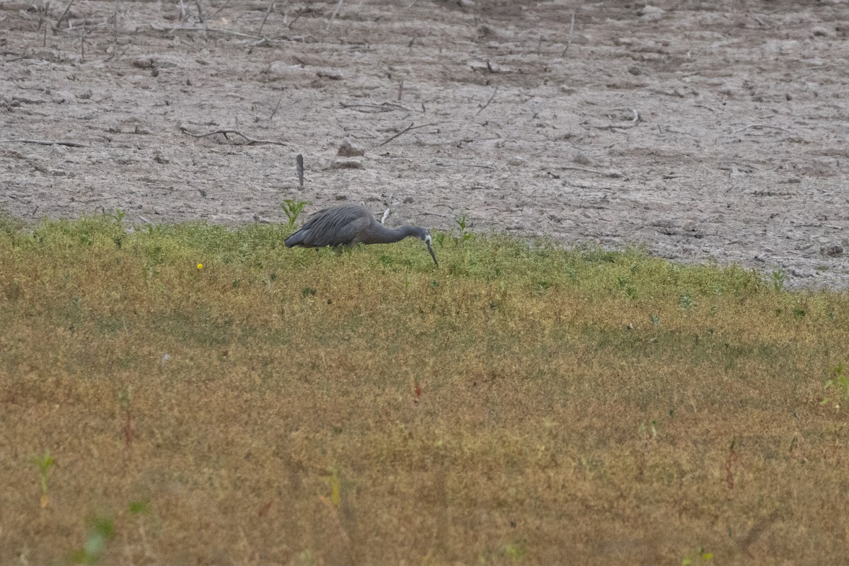 hvitmaskehegre - ML628404256