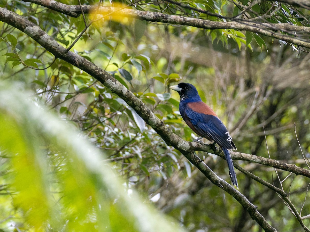 Lidth's Jay - Rachael Kaiser