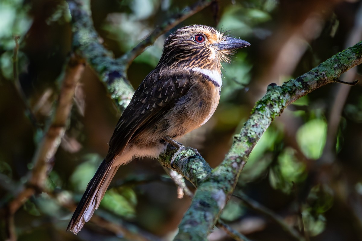 Crescent-chested Puffbird - ML628404750