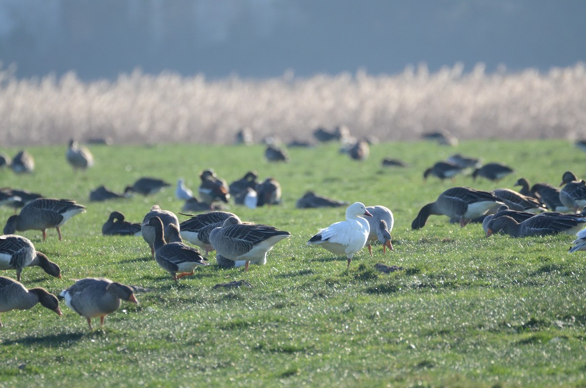 Snow Goose - ML628404801