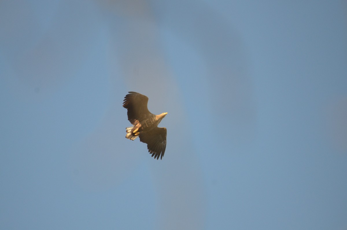 White-tailed Eagle - ML628405045