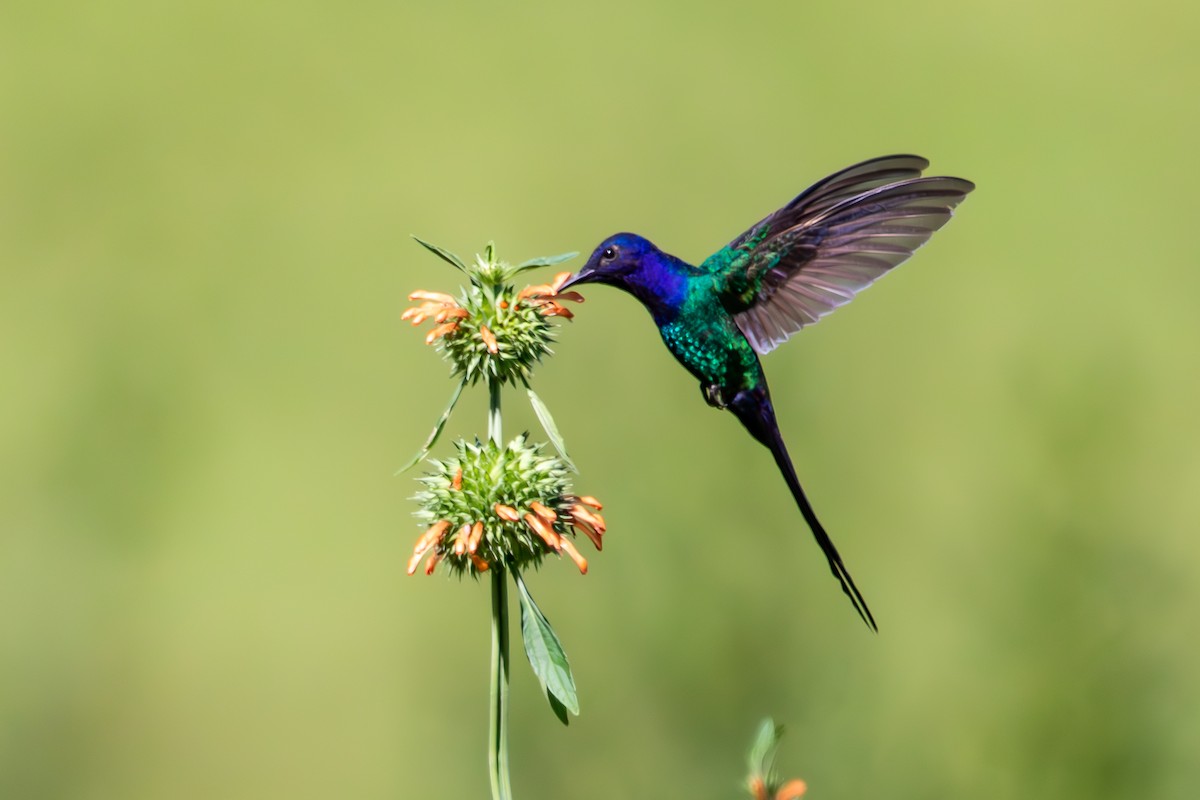Swallow-tailed Hummingbird - ML628405083