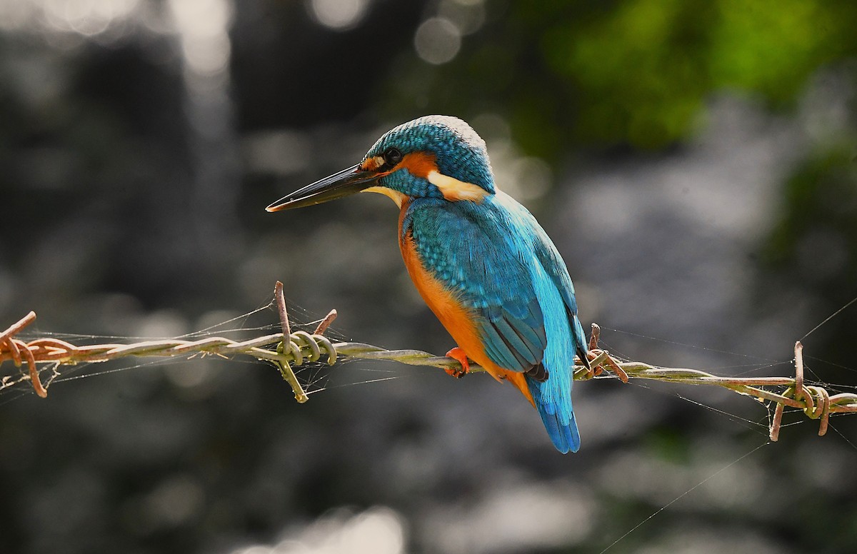 Martin-pêcheur d'Europe - ML628405106