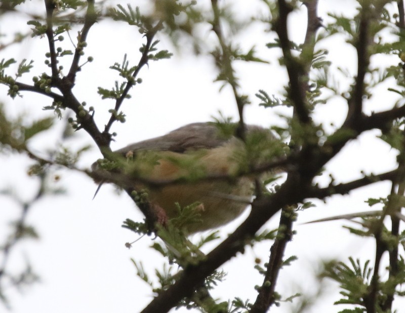 Long-billed Crombec - ML628405255