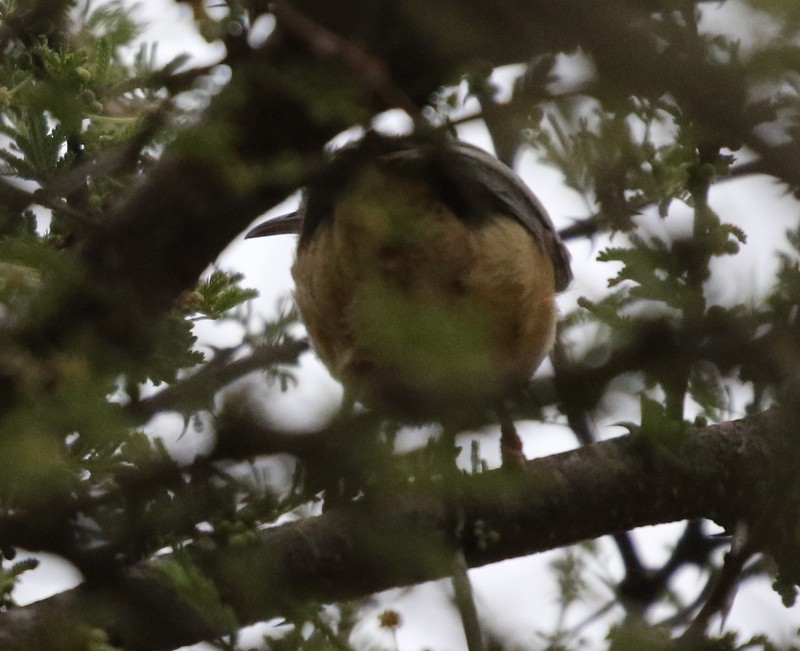 Long-billed Crombec - ML628405256