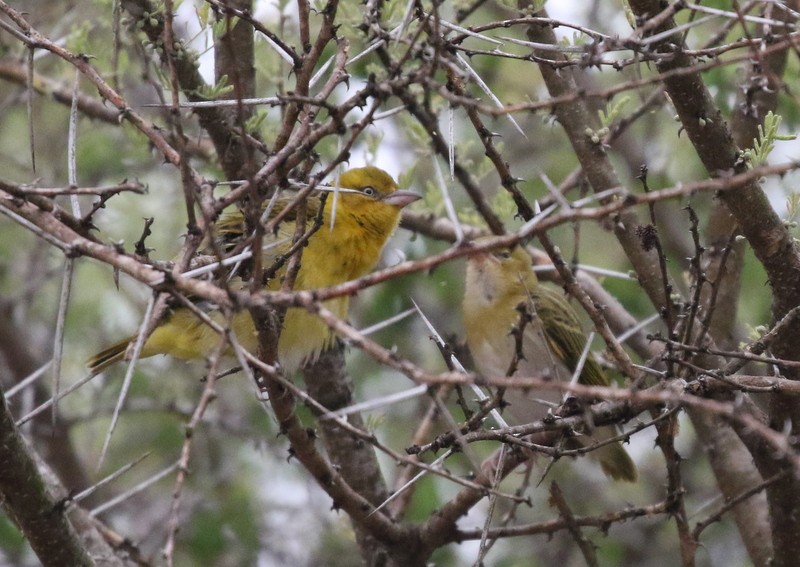 Lesser Masked-Weaver - ML628405285