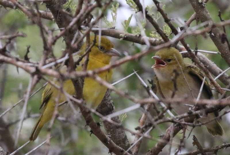 Lesser Masked-Weaver - ML628405286
