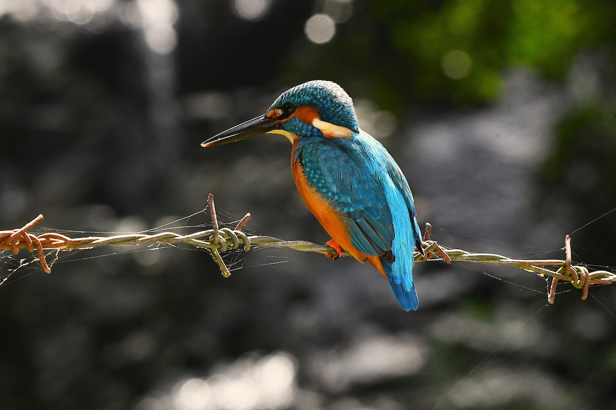 Martin-pêcheur d'Europe - ML628405287