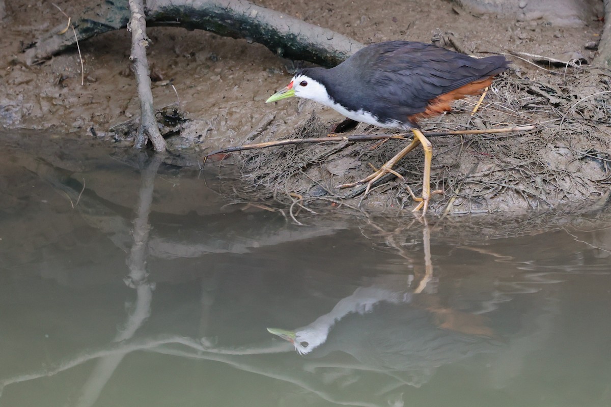 White-breasted Waterhen - ML628405289