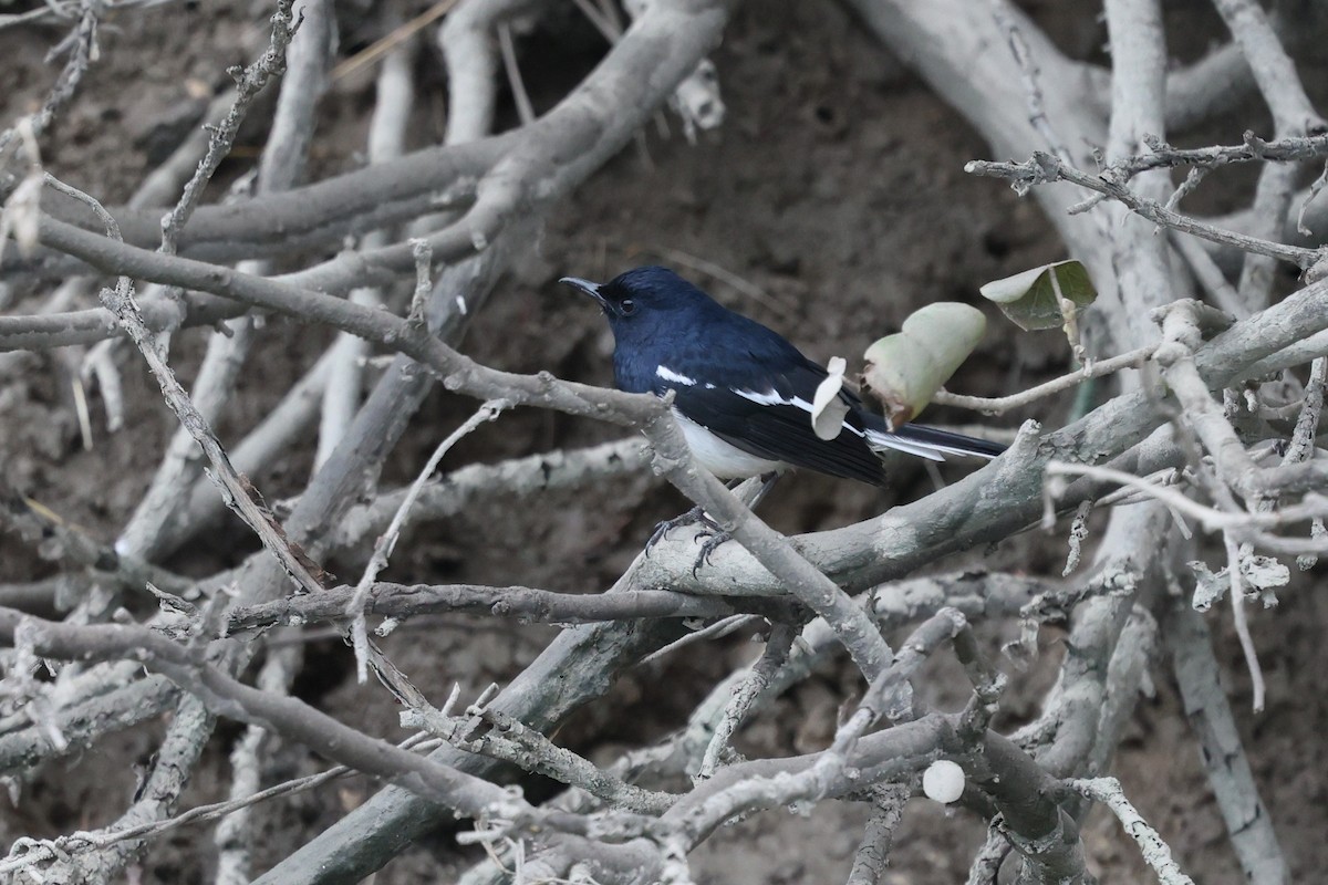Oriental Magpie-Robin - ML628405294