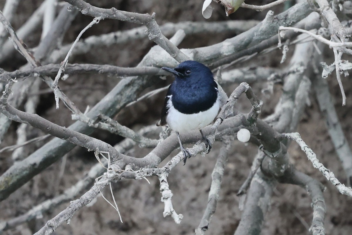 Oriental Magpie-Robin - ML628405295