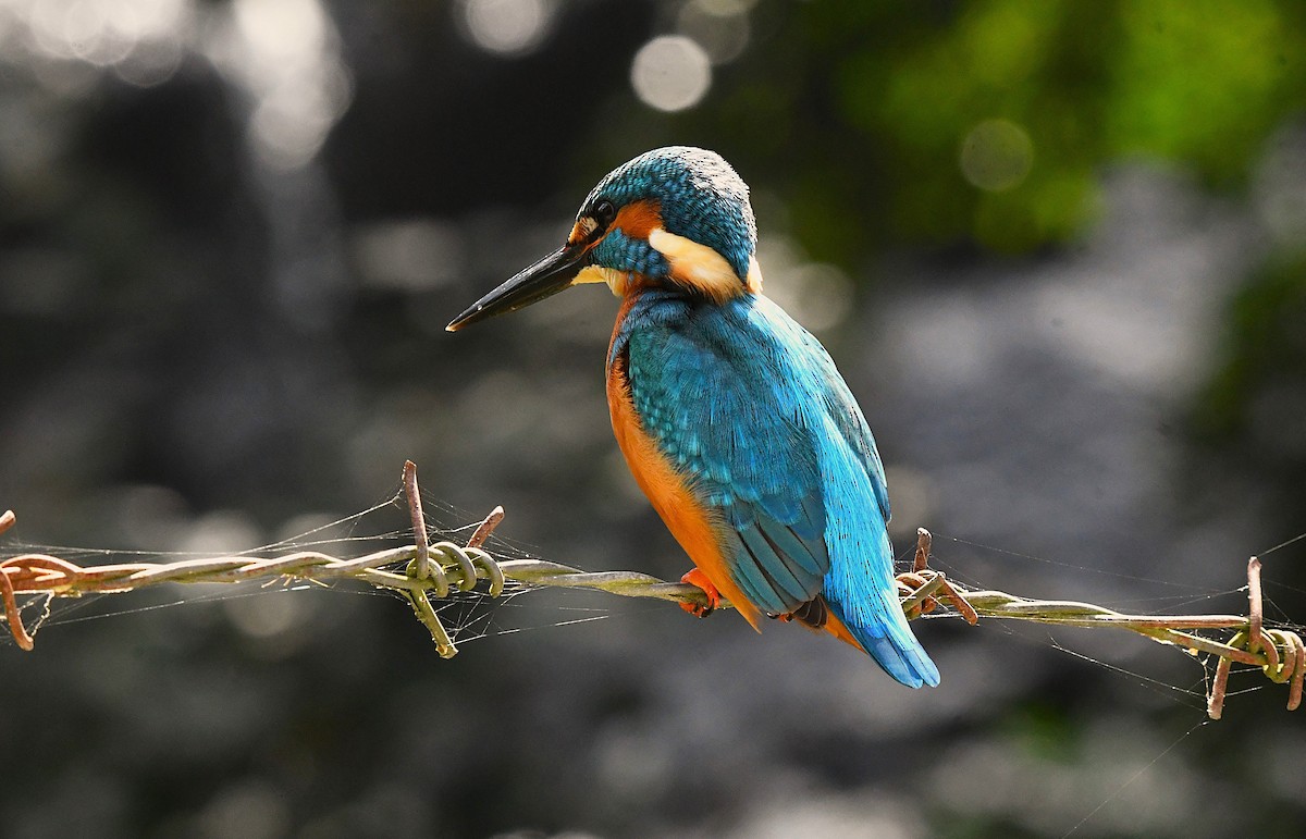 Martin-pêcheur d'Europe - ML628405325