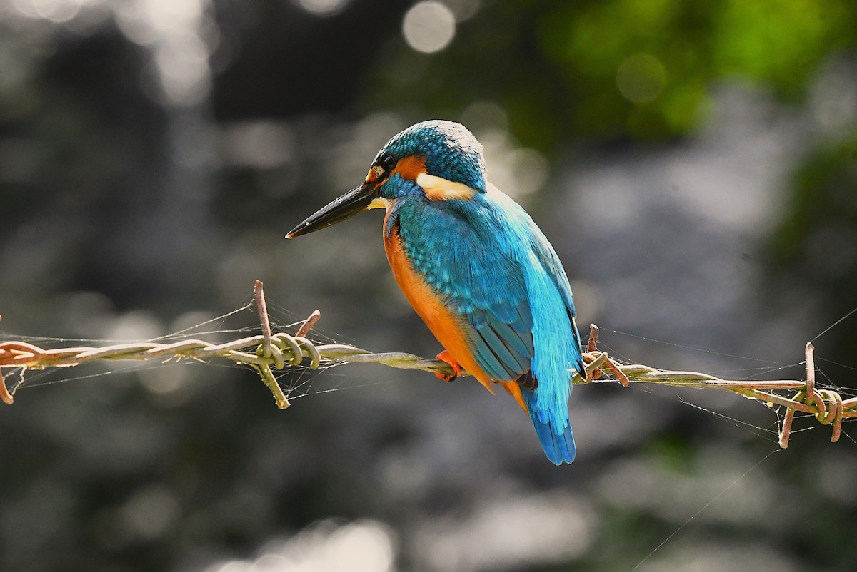 Martin-pêcheur d'Europe - ML628405340