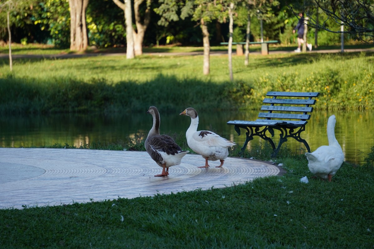 Graylag Goose (Domestic type) - ML628405430