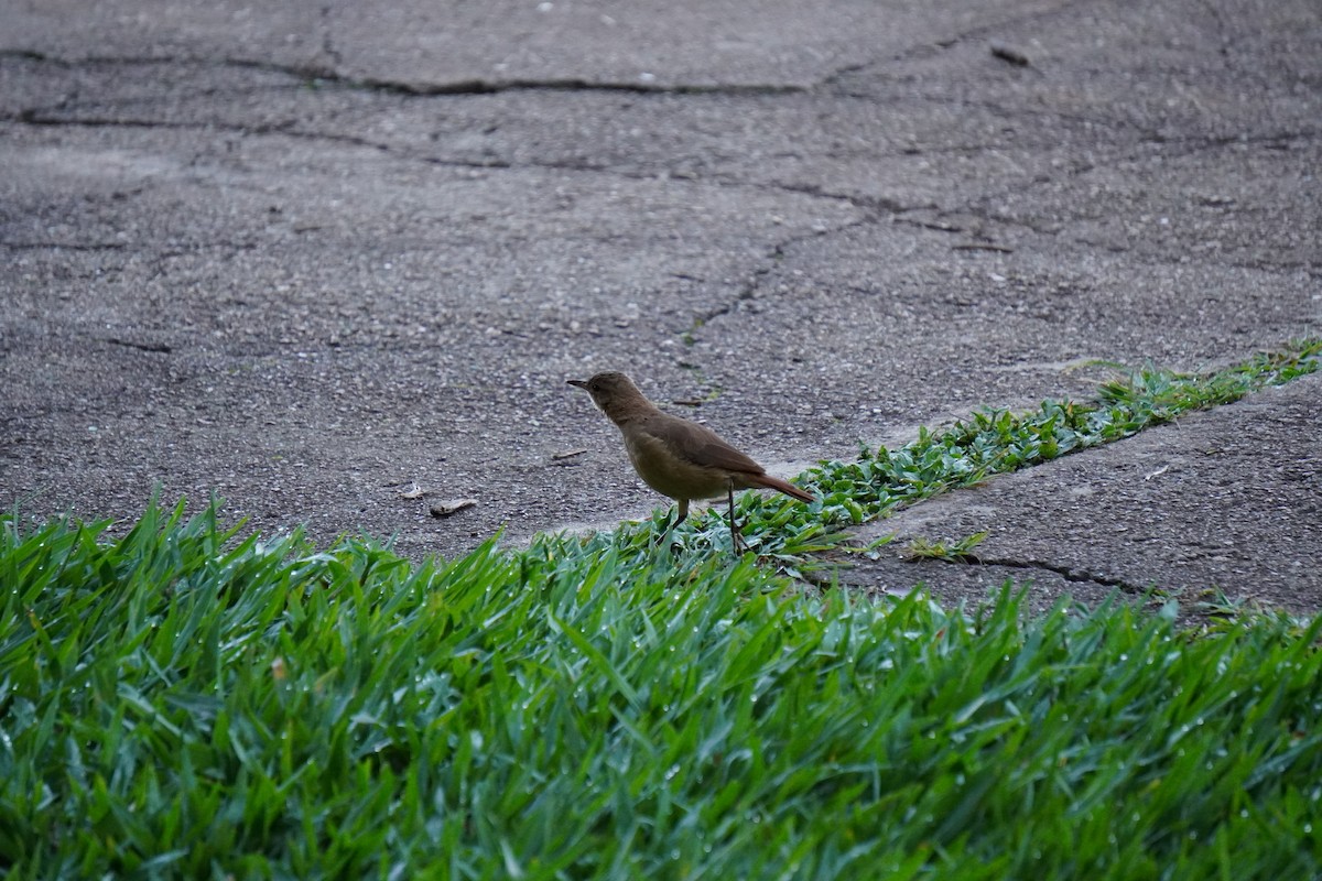 Rufous Hornero - ML628405442