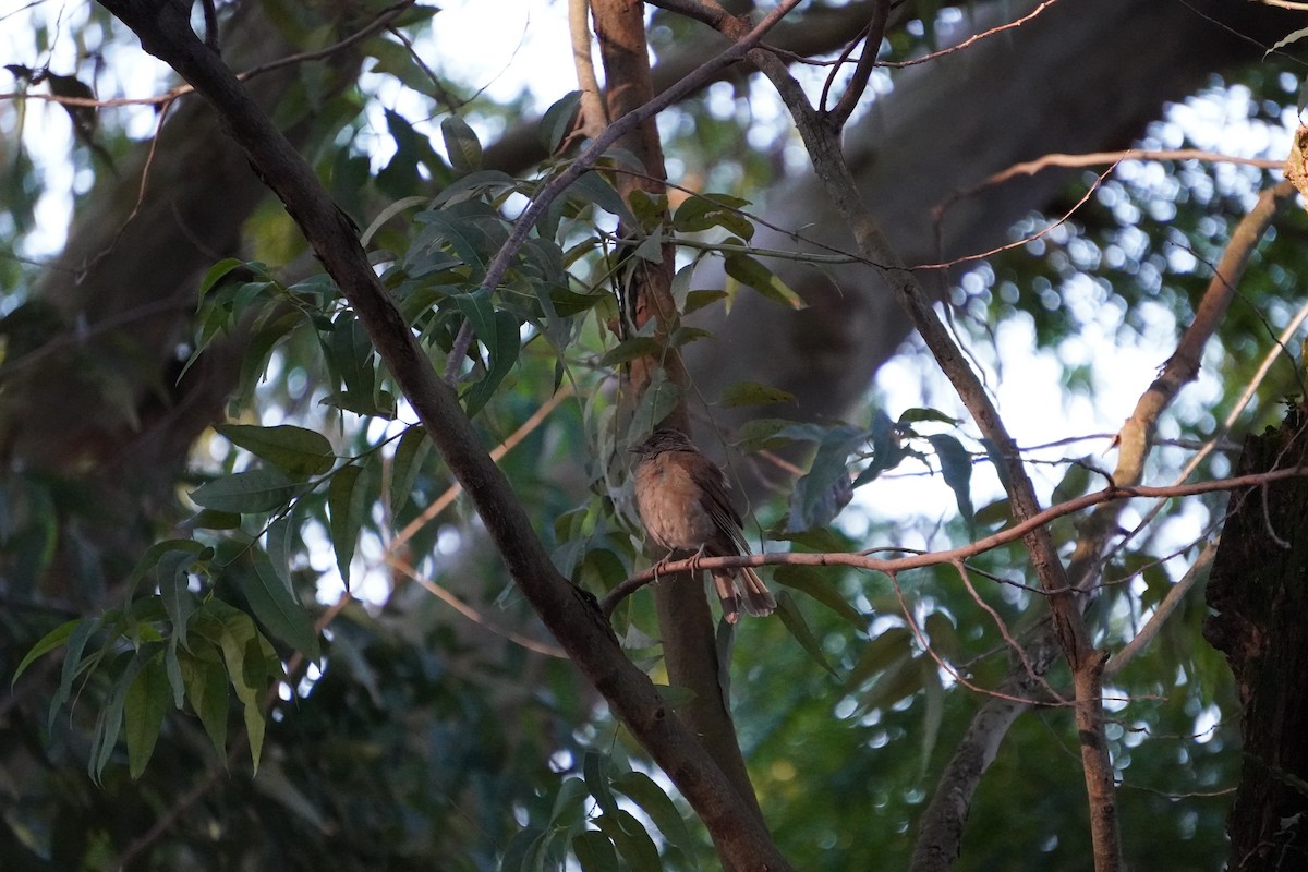 Pale-breasted Thrush - ML628405451