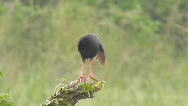 Black Crake - ML628405485