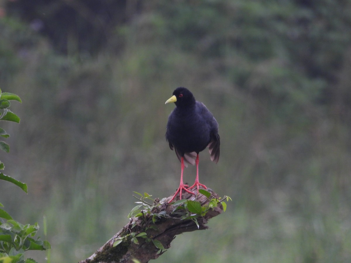 Black Crake - ML628405486