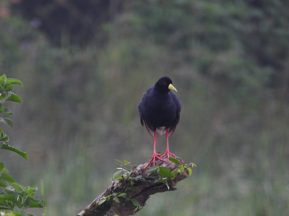 Black Crake - ML628405487