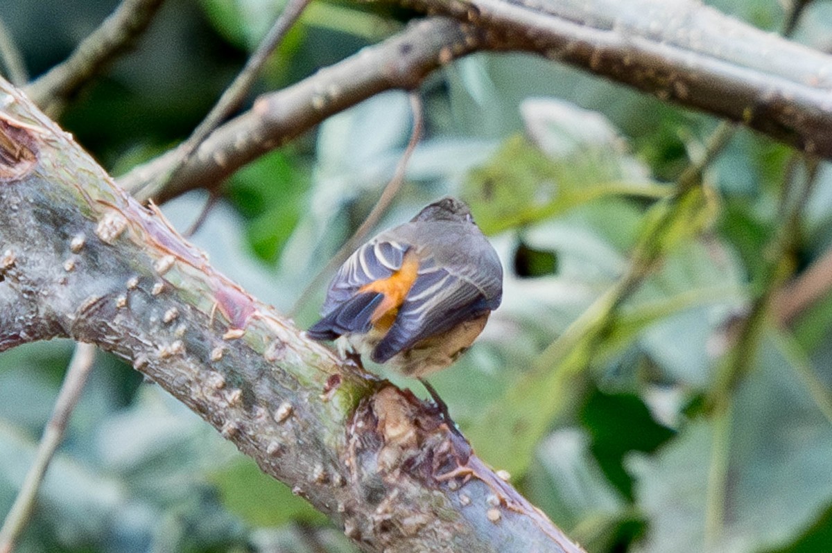Blue-fronted Redstart - ML628405838