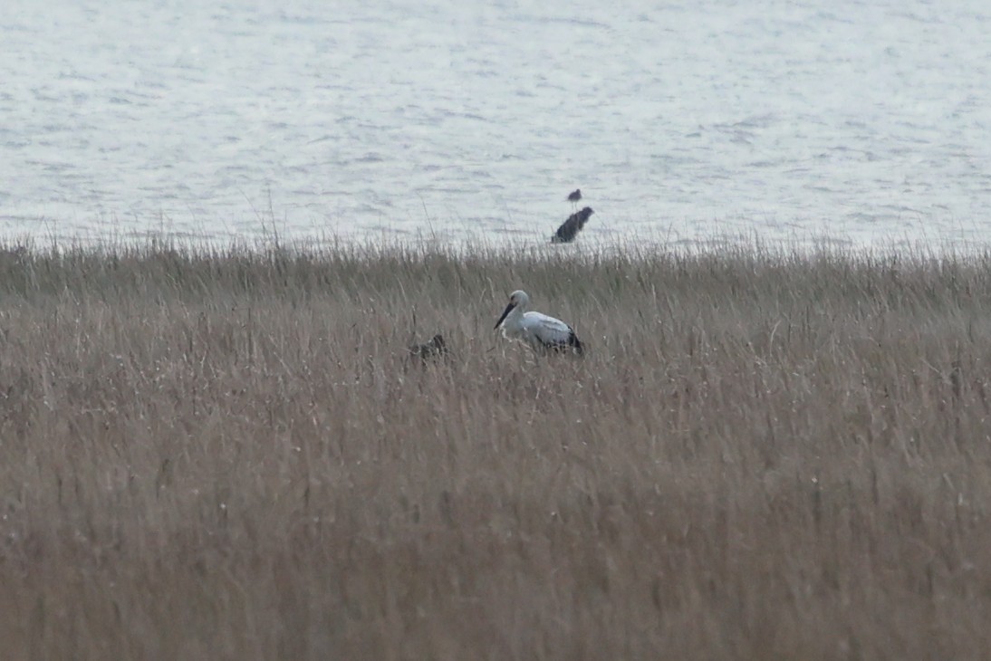 Oriental Stork - ML628405964