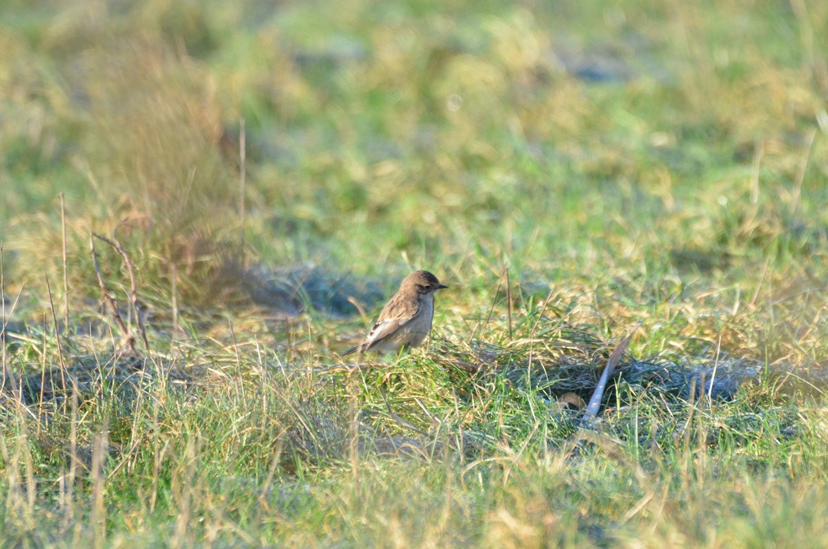Siberian Stonechat - ML628405969