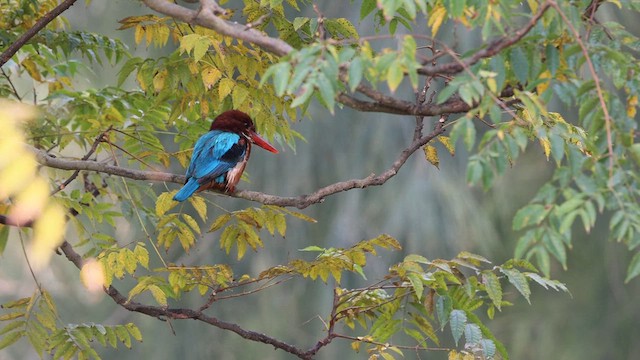 White-throated Kingfisher - ML628406351