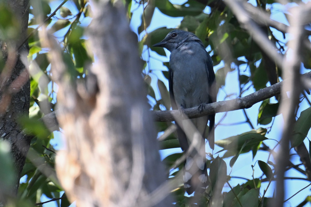 Black-winged Cuckooshrike - ML628406362