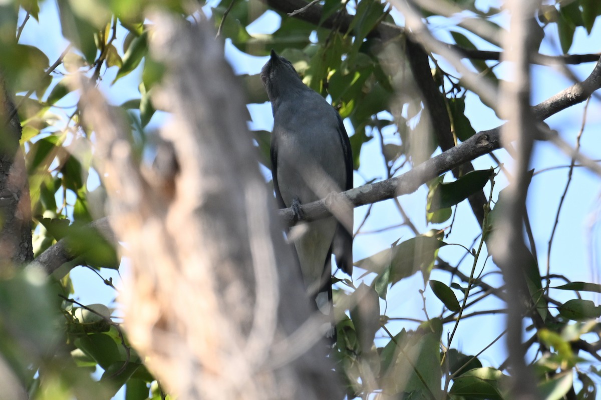 Black-winged Cuckooshrike - ML628406363