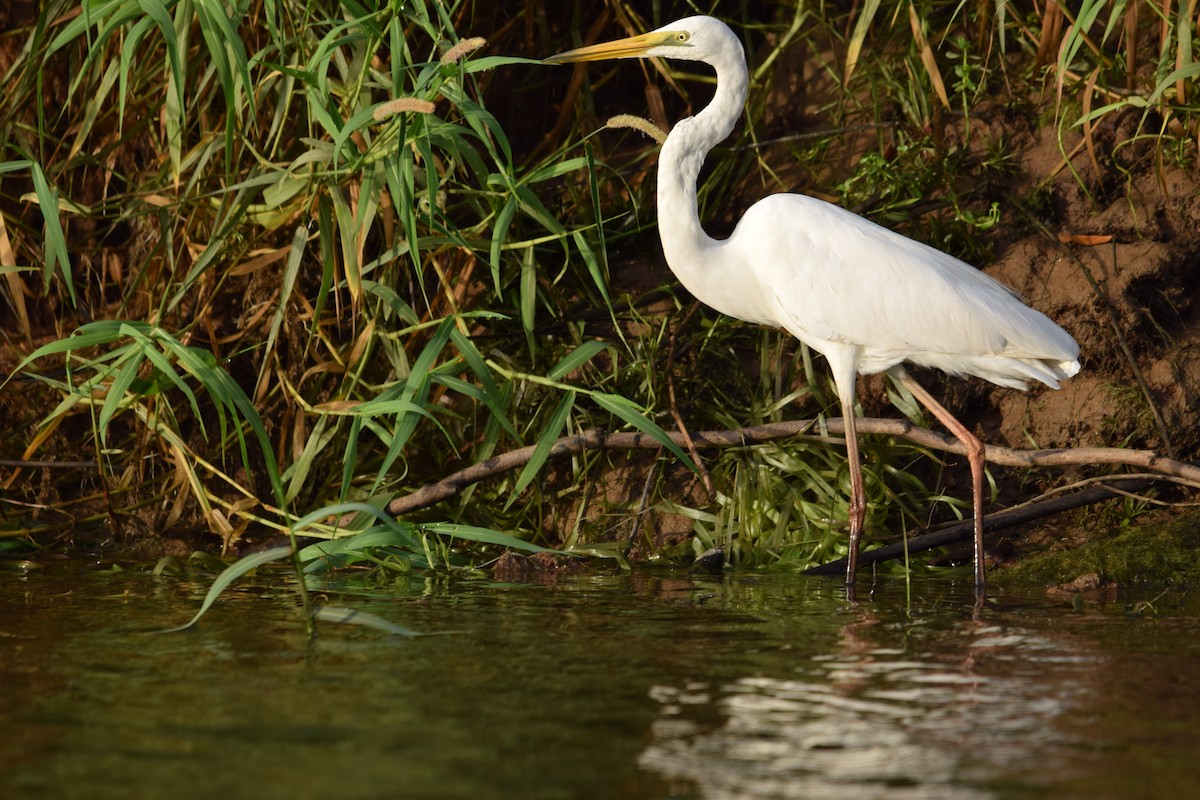 Great Egret - ML628406425
