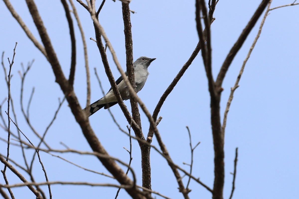 Black-winged Cuckooshrike - ML628406472