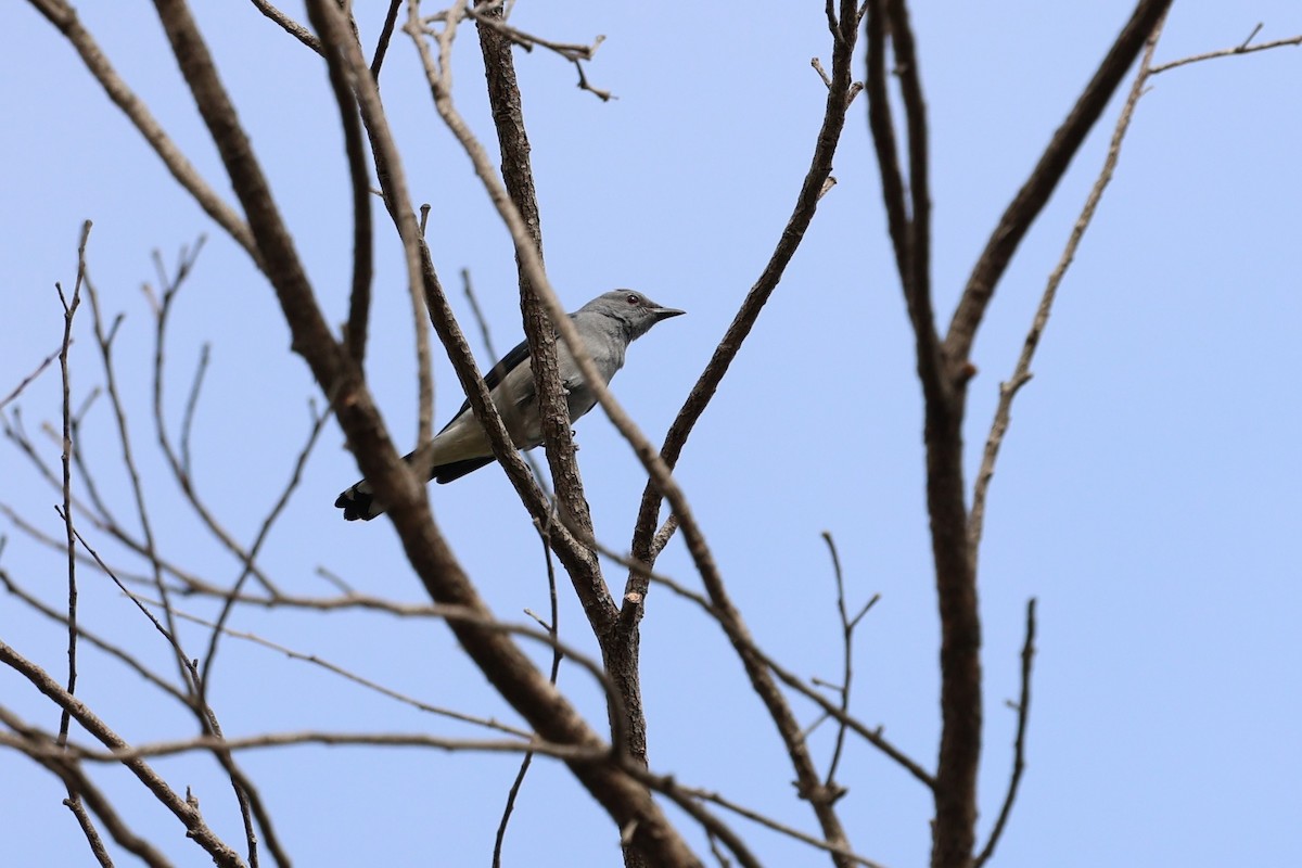 Black-winged Cuckooshrike - ML628406473