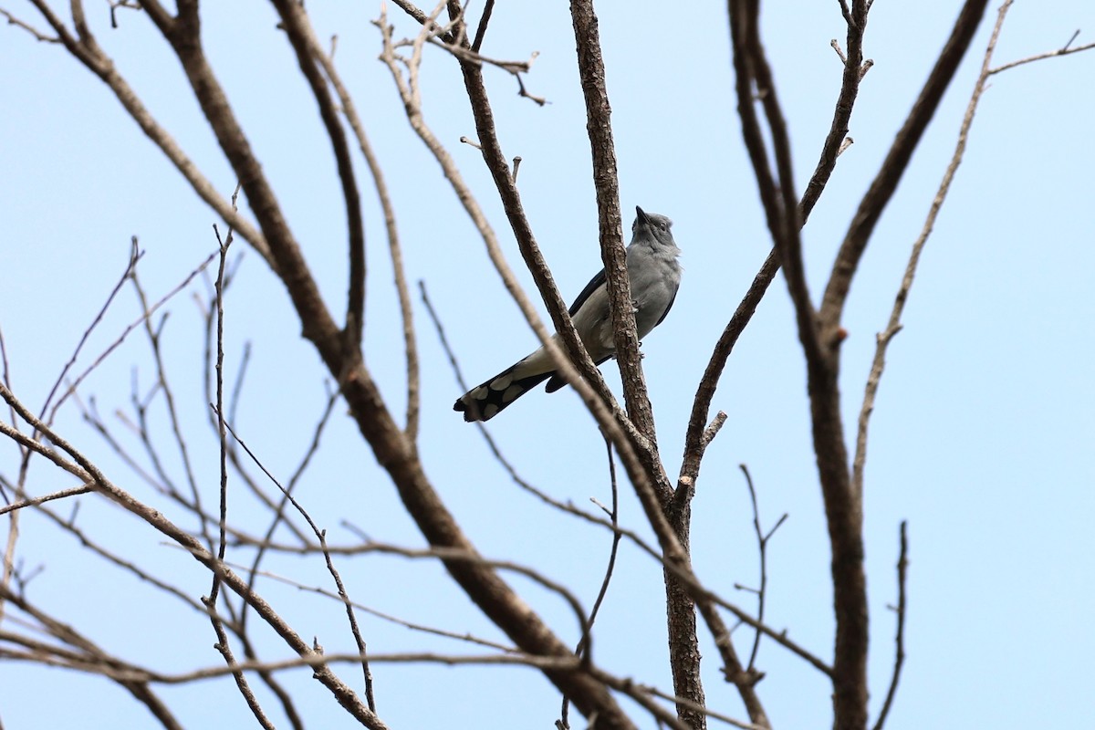 Black-winged Cuckooshrike - ML628406474