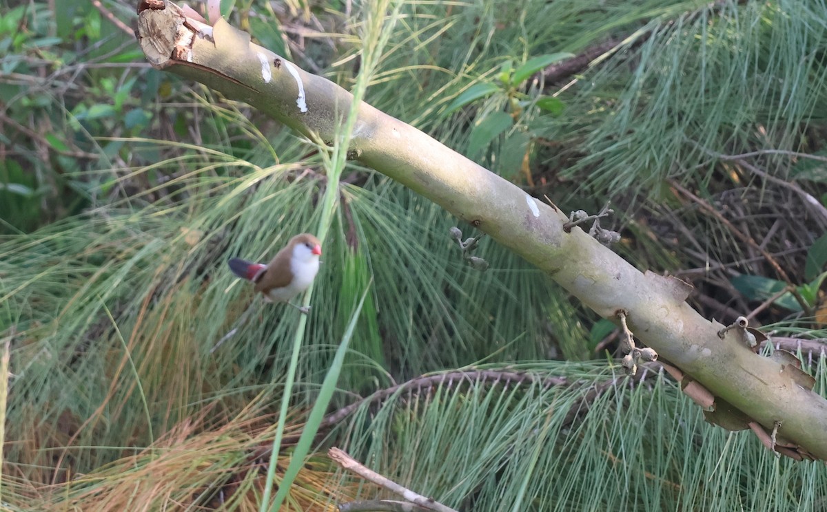 Fawn-breasted Waxbill - ML628406709